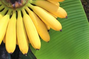 バナナダイエットのやり方と注意点は？実際に12kg痩せた経験アリ